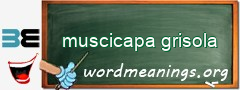 WordMeaning blackboard for muscicapa grisola